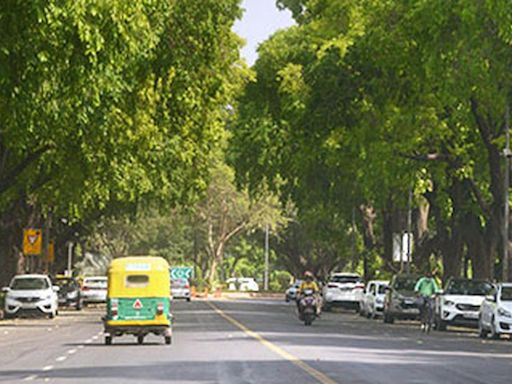 What are the laws preventing tree felling in Delhi? | Explained