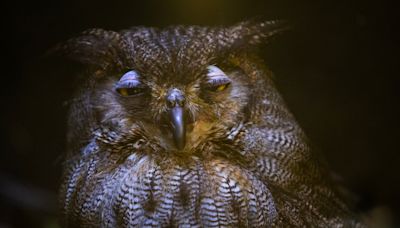 Grand Rapids ‘queen of the roost’ owl dies after over 33 years at animal sanctuary