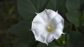 How to Grow the Enchanting Moonflower This Season