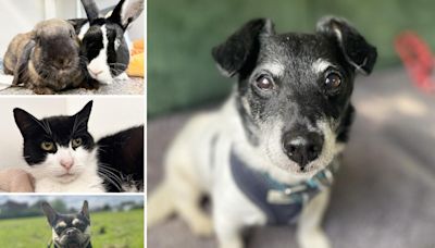 5 pets at RSPCA Essex who are looking for loving new homes