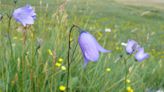 More than half of Britain and Ireland’s native plants in decline – report