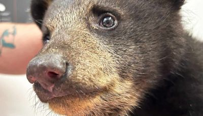 Wild Bear Cub Pulled from Tree for Selfies Is 'Doing Well' in N.C. Animal Refuge's Care