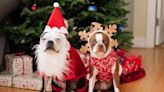Here's How to Keep Your Pets Safe This Holiday Season, According to a Veterinarian