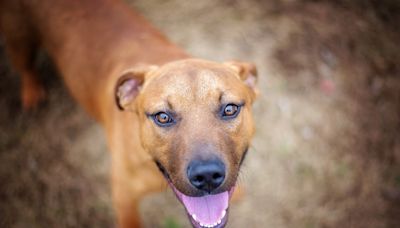 Sweet Pit Bull Displays Remarkable Patience With Foster Pups Big or Small