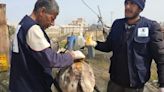 Donkey ‘ambulances’ in Gaza suffer horrific hunger, shrapnel wounds and beatings, says charity