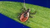 If you find a tick attached to your skin, do you know how to remove it? Here are 6 steps from the CDC.