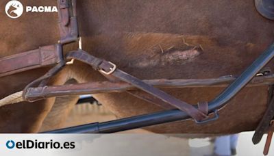 Una mula de la hermandad de Huelva abre la crónica de muerte de équidos en El Rocío de 2024
