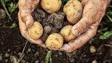 Ireland's enduring love affair with the potato - opinion - Western People