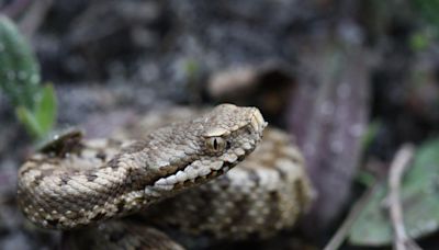 « Il y a une peur mythique du serpent »… Mais en France, les morts par morsure sont rares