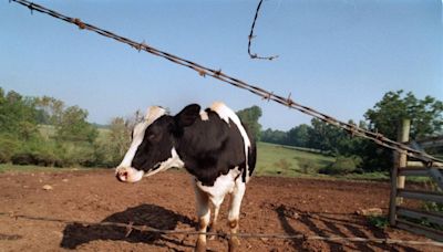 Cattle thief stole 3,000 Charlotte-area cows, sold them in Texas, Oklahoma, feds say