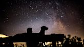 151 Space Names for Dogs That Are Out of This World