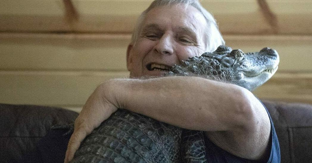 Wally the emotional support alligator is missing, owner says