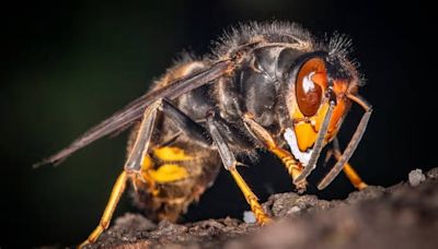 Asiatische Hornisse in Bayern entdeckt – Gefahr für den Menschen?