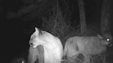 Cougar hunting ban proposal is ‘not straightforward’ - The Times-Independent