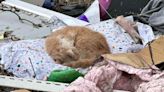 Cat Who Survived Tenn. Tornado Saved from Debris After Rescuer Spots Pet 'Curled Up on a Pillow' (Exclusive)