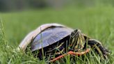 Car-cracked B.C. western painted turtle on mend in Williams Lake
