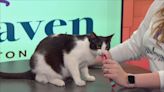 Whisker Wednesday: Meet Rugby, a one-year-old cat up for adoption