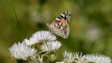 'Nature's mirror': Climate change batters Albania's butterflies