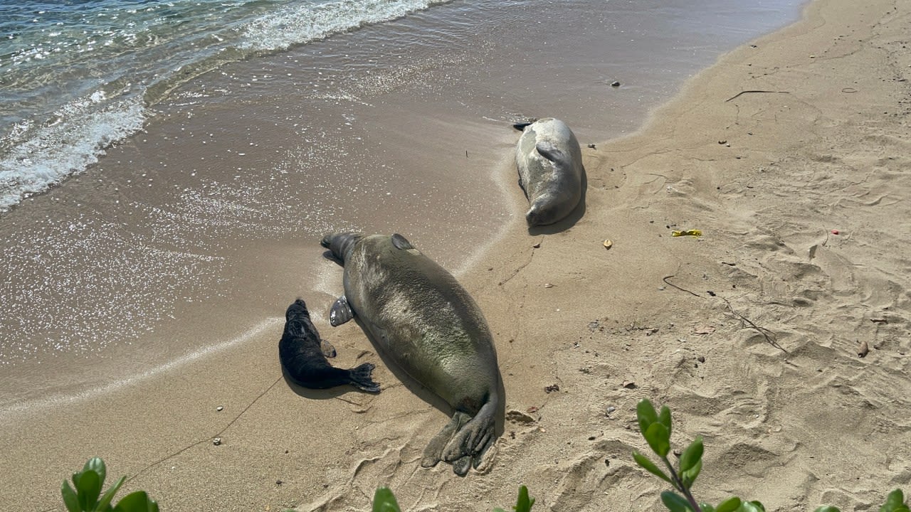 DLNR gets you up close and personal with new seal pup