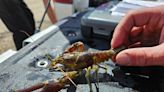Invasive crayfish found in Lake Granby