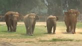 Herd's Heartwarming Welcome To A New Rescue Elephant