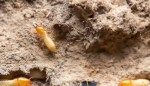 The United States of Termites: How the Tiny, Traveling Pests Are Taking Over—And Where They’re Going Next