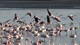 Emirates plane kills 36 flamingoes in single bird strike incident in India
