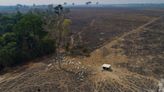 Governments' climate policies tackling deforestation and nature double in 12 months, study finds