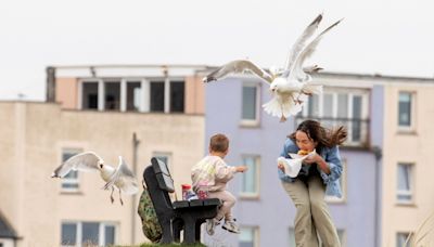 Sandwich shop to offer ‘seagull insurance’ to customers robbed of their toasties