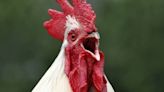 Dead roosters discovered by gardaí investigating suspected 'cock fighting' event