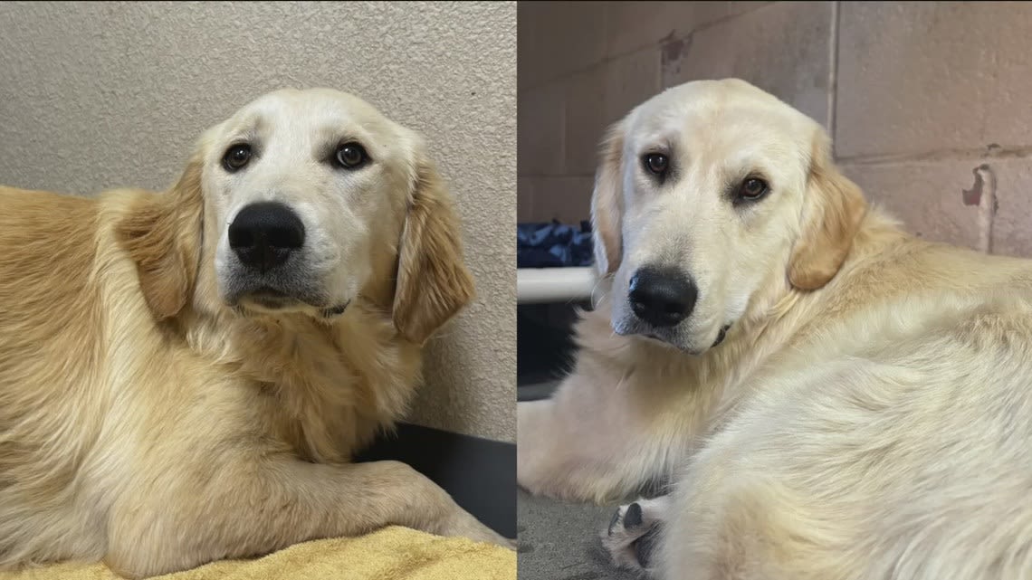 Humane Society: Golden retrievers abandoned, possibly abused