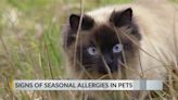 How seasonal allergies impact your pets and treatment options