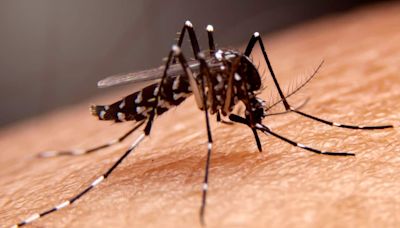 All about zika virus: Symptoms, treatment, prevention strategies