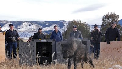 Wolf pack blamed in Colorado livestock attacks is captured and will be relocated