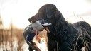 The Best Hunting Dogs for Birds, Big and Small Game, and Tracking