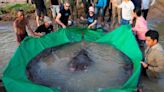 湄公河奇蹟！柬埔寨捕獲300公斤大魟魚 真正河中怪物