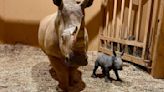 Meet Zoo Atlanta’s newest addition: white rhino Zuri