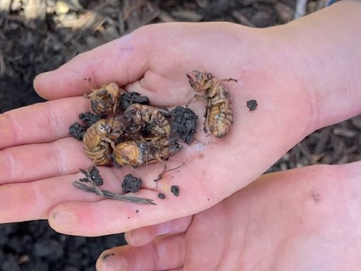 Some cicadas have emerged in the suburbs. When will they come out in Chicago? How the weather this week plays a role