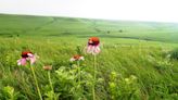 Plant a tree and help the environment, right? In Kansas, it might warm the climate instead