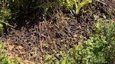 Cicadas emerging in Chicago northwest suburbs