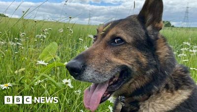Hertfordshire memorial to 'hero' police dog Finn venue chosen