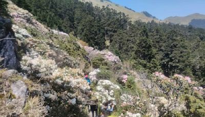 主峰步道封閉仍可賞花！合歡山3處杜鵑花盛開景點公開