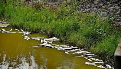 影／雲林最大的宜梧滯洪池景點 疑「這」原因浮現數千魚屍