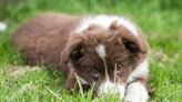 8 Shepherd Mix Puppies Rescued from a Texas Field in Sweltering Heat