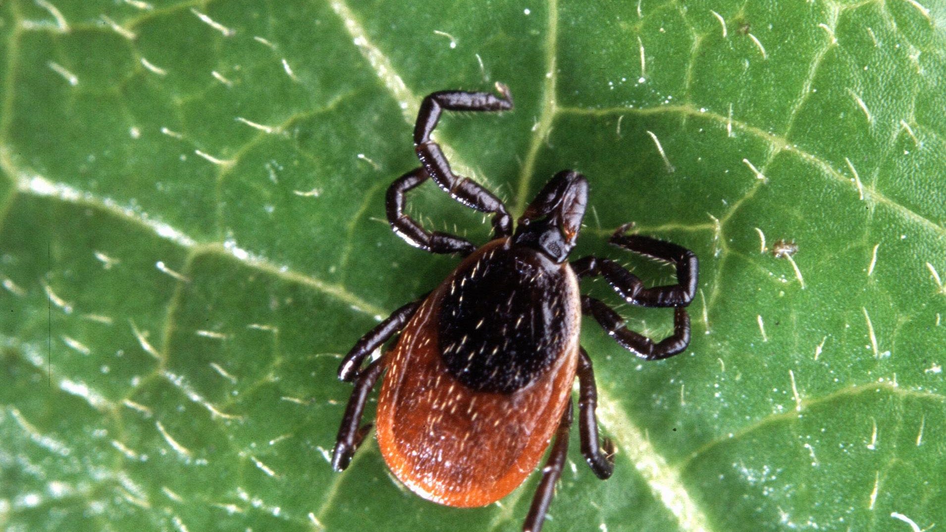 Tick season is here, so here are common Maryland varieties and how to protect yourself