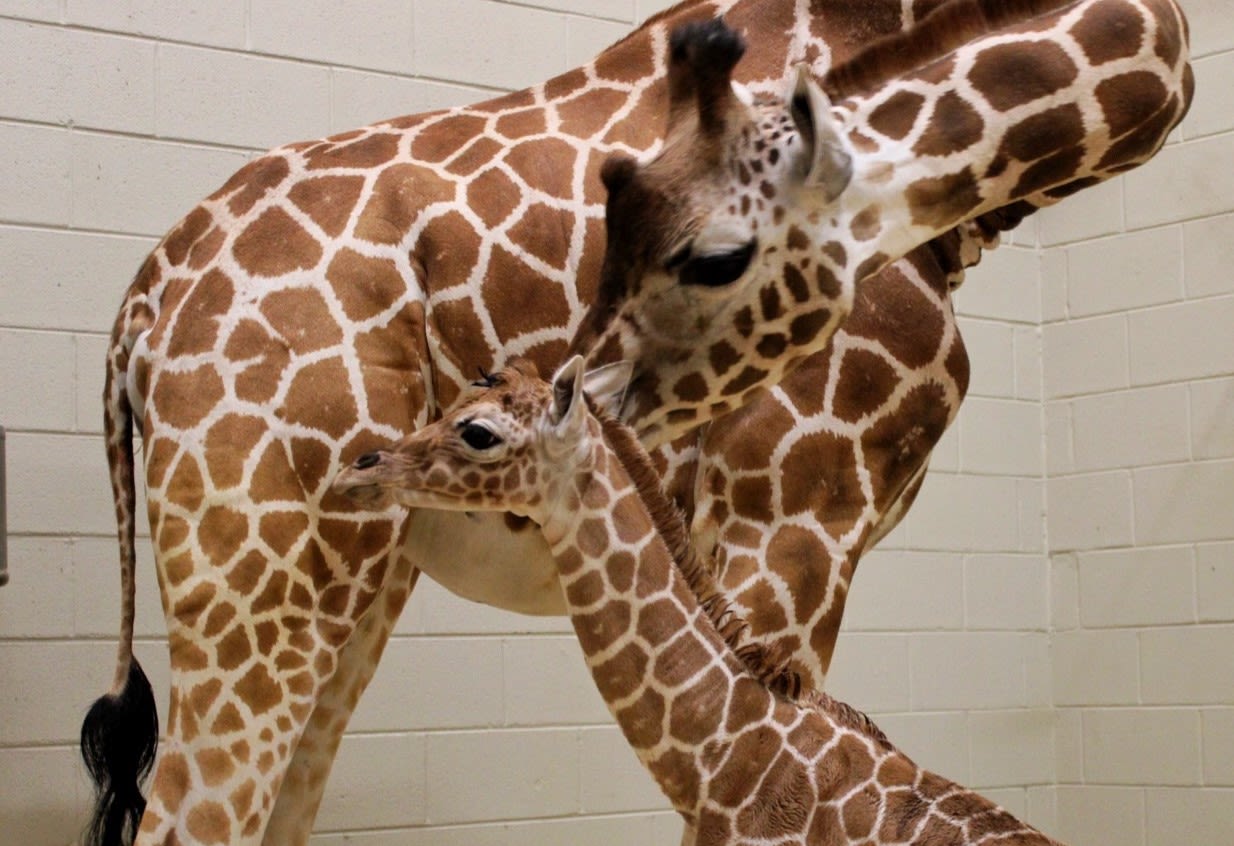 Birmingham Zoo announces baby giraffe's name