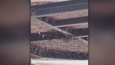 Bees swarm part of Westfield Century City mall