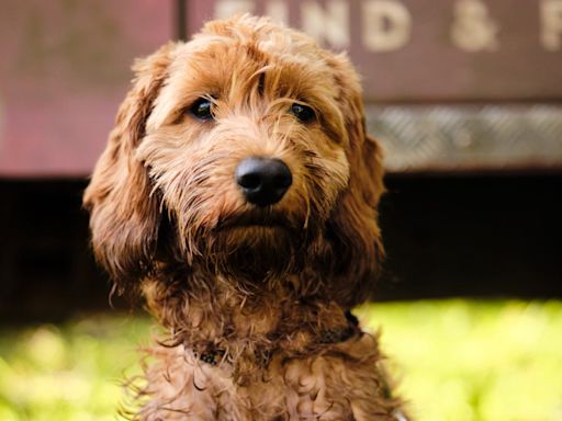 10 most popular dog names – for boys and girls