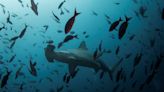 Scientists discover possible hammerhead shark nursery in Ecuador's Galapagos