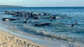 Dozens of pilot whales beach on western Australian coast